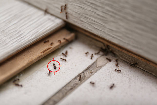 Best Cockroach Control Services  in Kyle, TX
