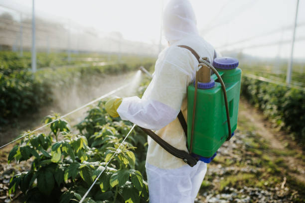 Best Pest Removal Services  in Kyle, TX